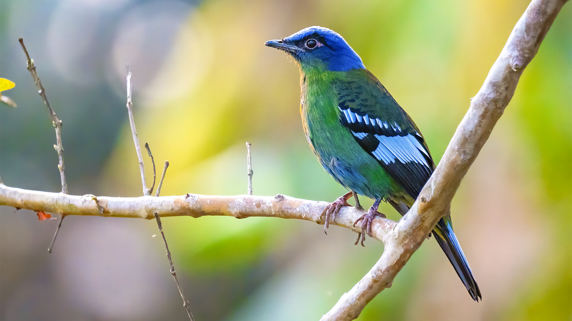 Stunning Green Cochoa Spotted in Sonitpur, Assam, India © WWW.NEJIBAHMED.COM.jpg